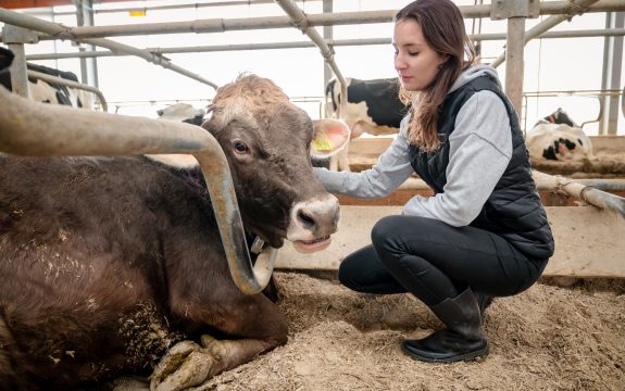 Ketozes novēršanas risinājumi piena lopu ganāmpulkā